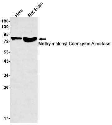 Western Blot: Methylmalonyl Coenzyme A mutase Antibody (S05-3G4) [NBP3-19689] - Western blot detection of Methylmalonyl Coenzyme A mutase in Hela, Rat Brain lysates using NBP3-19689 (1:500 diluted). Predicted band size: 83kDa. Observed band size: 83kDa.