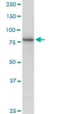 Western Blot: Methylmalonyl Coenzyme A mutase Antibody [H00004594-B01P] - Analysis of MUT expression in A-431.