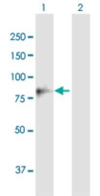 Western Blot: Methylmalonyl Coenzyme A mutase Antibody [H00004594-B01P] - Analysis of MUT expression in transfected 293T cell line by MUT polyclonal antibody.  Lane 1: MUT transfected lysate(82.5 KDa). Lane 2: Non-transfected lysate.