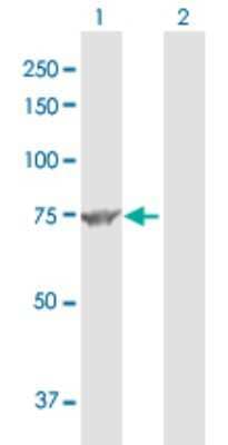 Western Blot: Methylmalonyl Coenzyme A mutase Antibody [H00004594-D01P] - Analysis of MUT expression in transfected 293T cell line by MUT polyclonal antibody.Lane 1: MUT transfected lysate(83.20 KDa).Lane 2: Non-transfected lysate.
