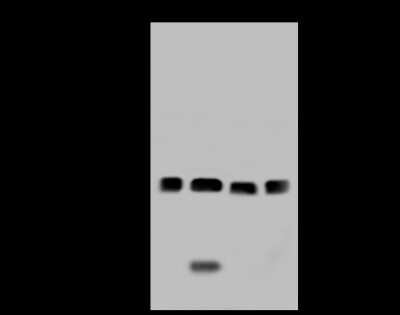 Western Blot: Methylmalonyl Coenzyme A mutase Antibody [NBP2-97332] - Anti-Methylmalonyl Coenzyme A mutase rabbit polyclonal antibody at 1:500 dilution. Lane A: K562 Whole Cell Lysate. Lane B: A431 Whole Cell Lysate. Lane C: HeLa Whole Cell Lysate. Lane D: HepG2 Whole Cell Lysate. Lysates/proteins at 30 ug per lane. Secondary Goat Anti-Rabbit IgG (H+L)/HRP at 1/10000 dilution. Developed using the ECL technique. Performed under reducing conditions. Predicted band size: 83 kDa. Observed band size: 83 kDa