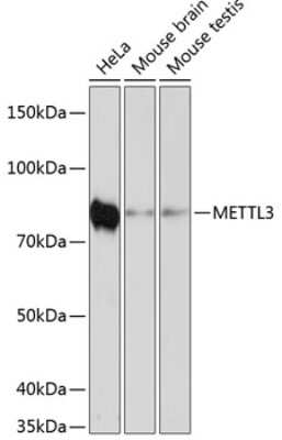 Western Blot: Methyltransferase like 3 Antibody (1R6X6) [NBP3-15652] - Western blot analysis of extracts of various cell lines, using Methyltransferase like 3 antibody (NBP3-15652) at 1:1000 dilution. Secondary antibody: HRP Goat Anti-Rabbit IgG (H+L) at 1:10000 dilution. Lysates/proteins: 25ug per lane. Blocking buffer: 3% nonfat dry milk in TBST. Detection: ECL Enhanced Kit. Exposure time: 3min.