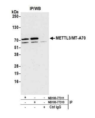 <b>Independent Antibodies Validation. </b>Immunoprecipitation: Methyltransferase like 3 Antibody [NB100-77310] - Detection of human METTL3/MT-A70 by western blot of immunoprecipitates. Samples: Whole cell lysate (1.0 mg per IP reaction; 20% of IP loaded) from HeLa cells prepared using NETN lysis buffer. Antibodies: Affinity purified rabbit anti-METTL3/MT-A70 antibody NB100-77310 used for IP at 3 ug per reaction. METTL3/MT-A70 was also immunoprecipitated by rabbit anti-METTL3/MT-A70 antibody NB100-77311. For blotting immunoprecipitated METTL3/MT-A70, NB100-77310 was used at 0.4 ug/ml. Detection: Chemiluminescence with an exposure time of 30 seconds.