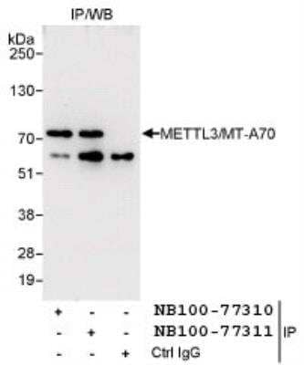 <b>Independent Antibodies Validation. </b>Immunoprecipitation: Methyltransferase like 3 Antibody [NB100-77311] - Detection of Human METTL3 by Western Blot of immunoprecipitants.  Sample: Whole cell lysate (1 mg for IP, 20% of IP loaded) from HeLa cells.  Antibodies: Affinity purified rabbit anti-METTL3/MT-A70 antibody (NB100-77311) used for IP at 3 mcg/mg lysate. METTL3/MT-A70 was also immunoprecipitated by rabbit anti-METTL3/MT-A70 antibody (NB100-77310), which recognizes an upstream epitope. For blotting immunoprecipitated METTL3/MT-A70, NB100-77310 was used at 0.1 mcg/ml  Detection: Chemiluminescence with exposure times of 30 seconds (A and B).anti-METTL3/MT-A70 antibody NB100-77310, which recognizes an upstream epitope.