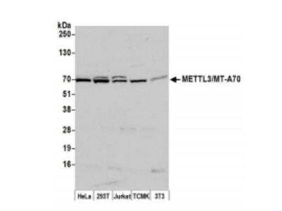 Western Blot: Methyltransferase like 3 Antibody [NB100-77310] - Whole cell lysate (50 ug) from HeLa, HEK293T, Jurkat, mouse TCMK-1, and mouse NIH 3T3 cells prepared using NETN lysis buffer. Antibody: Affinity purified rabbit anti-METTL3/MT-A70 antibody used at 0.1 ug/ml. Detection: Chemiluminescence with an exposure time of 30 seconds.