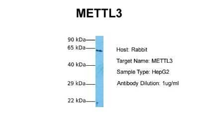 Western Blot: Methyltransferase like 3 Antibody [NBP2-82282] - Host: Rabbit. Target Name: METTL3. Sample Tissue: Human HepG2. Antibody Dilution: 1.0ug/ml