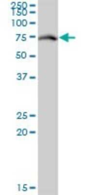 Western Blot: MgcRacGAP/RACGAP1 Antibody (1G6) [H00029127-M01] - RACGAP1 monoclonal antibody (M01), clone 1G6. Analysis of RACGAP1 expression in 293.