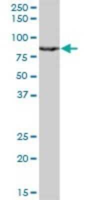 Western Blot: MgcRacGAP/RACGAP1 Antibody (1G6) [H00029127-M01] - RACGAP1 monoclonal antibody (M01), clone 1G6. Analysis of RACGAP1 expression in Jurkat.