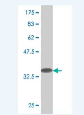 Western Blot: MgcRacGAP/RACGAP1 Antibody (4B7) [H00029127-M03] - Detection against Immunogen (37.73 KDa) .