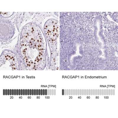 <b>Orthogonal Strategies Validation. </b>Immunohistochemistry-Paraffin: MgcRacGAP/RACGAP1 Antibody [NBP2-47374] - Staining in human testis and endometrium tissues using anti-RACGAP1 antibody. Corresponding RACGAP1 RNA-seq data are presented for the same tissues.