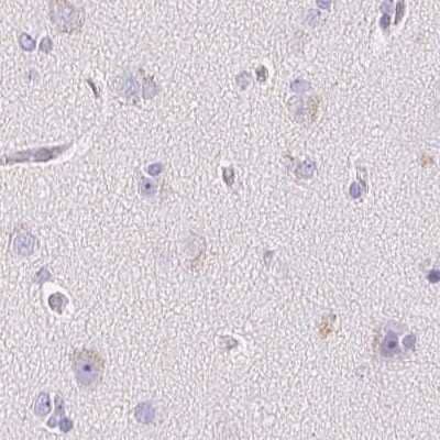 Immunohistochemistry-Paraffin: MiRP1 Antibody [NBP2-38146] - Staining of human cerebral cortex.