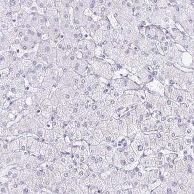 Immunohistochemistry-Paraffin: MiRP1 Antibody [NBP2-38653] - Staining of human liver shows low expression as expected.