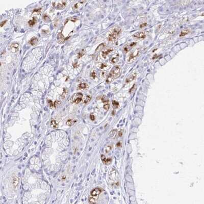 Immunohistochemistry-Paraffin: MiRP1 Antibody [NBP2-38653] - Staining of human stomach shows high expression.