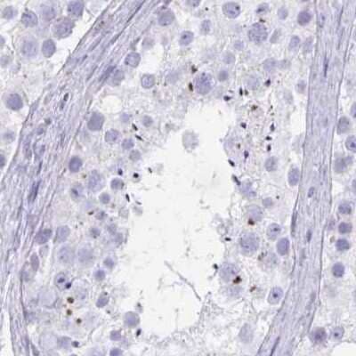 Immunohistochemistry-Paraffin: MiRP1 Antibody [NBP2-38653] - Staining of human testis.