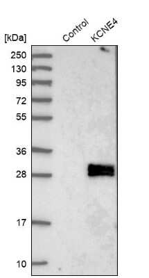 Western Blot MiRP3 Antibody