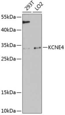 Western Blot MiRP3 Antibody - Azide and BSA Free