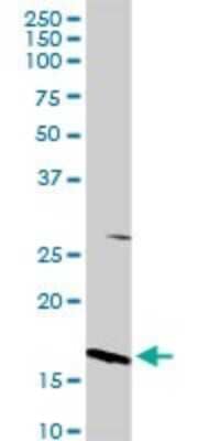 Western Blot: Microsomal Glutathione S-transferase 1 Antibody [H00004257-D01P] - Analysis of MGST1 expression in mouse kidney.