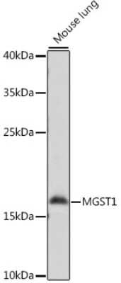 Western Blot: Microsomal Glutathione S-transferase 1 Antibody [NBP3-02953] - Analysis of extracts of mouse lung, using Microsomal Glutathione S-transferase 1 antibody at 1:1000 dilution. Secondary antibody: HRP Goat Anti-Rabbit IgG (H+L) at 1:10000 dilution. Lysates/proteins: 25ug per lane. Blocking buffer: 3% nonfat dry milk in TBST. Detection: ECL Basic Kit Exposure:3s