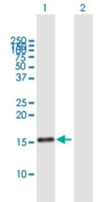 Western Blot: Midkine Antibody [H00004192-B01P] - Analysis of MDK expression in transfected 293T cell line by MDK polyclonal antibody.  Lane 1: MDK transfected lysate(15.84 KDa). Lane 2: Non-transfected lysate.
