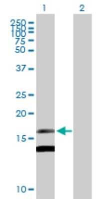 Western Blot: Midkine Antibody [H00004192-B02P] - Analysis of MDK expression in transfected 293T cell line by MDK polyclonal antibody.  Lane 1: MDK transfected lysate(15.73 KDa). Lane 2: Non-transfected lysate.