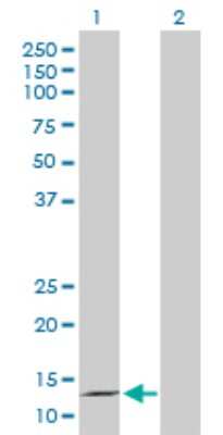 Western Blot: Midkine Antibody [H00004192-D01P] - Analysis of MDK expression in transfected 293T cell line by MDK polyclonal antibody.Lane 1: MDK transfected lysate(15.60 KDa).Lane 2: Non-transfected lysate.