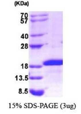 SDS-Page: Recombinant Human Midkine Protein [NBP1-30185] - Midkine, 15.7 kDa (144aa), confirmed by MALDI-TOF with a purity of 90% by SDS - PAGE