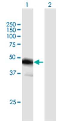 Western Blot: Migfilin Antibody [H00054751-B01P] - Analysis of FBLIM1 expression in transfected 293T cell line by FBLIM1 polyclonal antibody.  Lane 1: FBLIM1 transfected lysate(41.03 KDa). Lane 2: Non-transfected lysate.