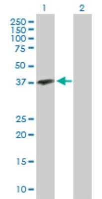 Western Blot: Mimecan/OIF Antibody [H00004969-D01P] - Analysis of OGN expression in transfected 293T cell line by OGN polyclonal antibody.Lane 1: OGN transfected lysate(32.89 KDa).Lane 2: Non-transfected lysate.