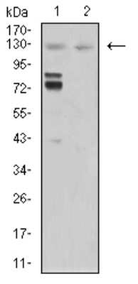 Western Blot: Mind Bomb 1/MIB1 Antibody (2A7B1) [NBP2-61865] - Analysis using MIB1 mouse mAb against Hela (1) and COS7 (2) cell lysate.