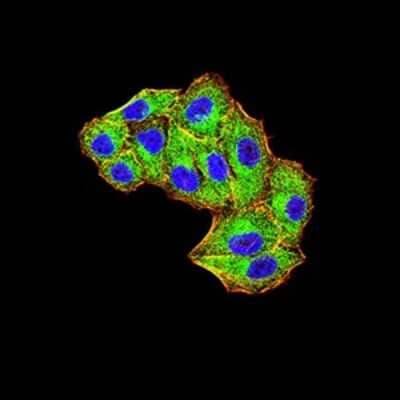 Immunocytochemistry/Immunofluorescence: Mind Bomb 1/MIB1 Antibody (6A9C9) [NBP2-61864] - Analysis of Hela cells using MIB1 mouse mAb (green). Blue: DRAQ5 fluorescent DNA dye. Red: Actin filaments have been labeled with Alexa Fluor- 555 phalloidin. Goat anti-Mouse IgG (H+L) DyLight 488 secondary antibody was used. 