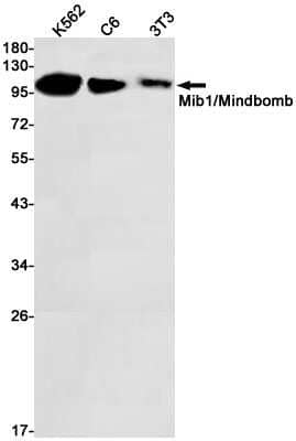 Western Blot: Mind Bomb 1/MIB1 Antibody (S06-3D9) [NBP3-14955] - Western blot detection of Mind Bomb 1/MIB1 in K562, Hela cell lysates using Mind Bomb 1/MIB1/Mindbomb Rabbit mAb (1:1000 diluted). Predicted band size: 110kDa. Observed band size: 110kDa.