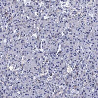 Immunohistochemistry-Paraffin: Mindin/Spondin-2 Antibody [NBP2-30500] - Staining of human pancreas shows low positivity in exocrine glandular cells as expected.