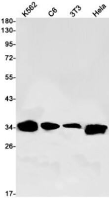 Western Blot: Mindin/Spondin-2 Antibody (S06-4H7) [NBP3-19780] - Western blot detection of Mindin/Spondin-2 in K562, C6, 3T3, Hela cell lysates using NBP3-19780 (1:1000 diluted). Predicted band size: 36kDa. Observed band size: 36kDa.