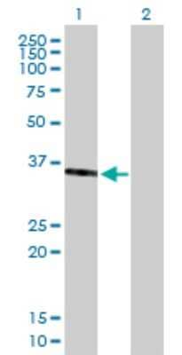 Western Blot: Mindin/Spondin-2 Antibody [H00010417-B01P] - Analysis of SPON2 expression in transfected 293T cell line by SPON2 polyclonal antibody.  Lane 1: SPON2 transfected lysate(36.41 KDa). Lane 2: Non-transfected lysate.