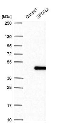 Western Blot Mindin/Spondin-2 Antibody - BSA Free