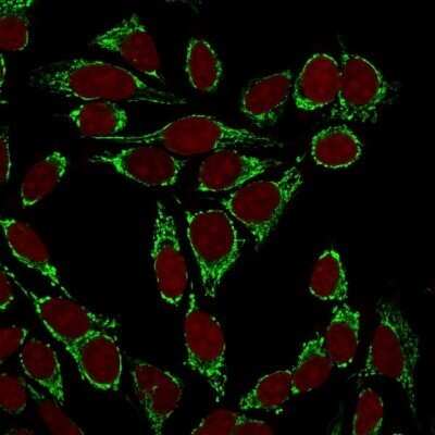 Immunocytochemistry/Immunofluorescence: Mitochondria Antibody (113-1) - Azide and BSA Free [NBP2-34517] - Confocal immunofluorescence image of HeLa cells using  labeled is Green (CF488) and Red Dot is used to label the nuclei Red.