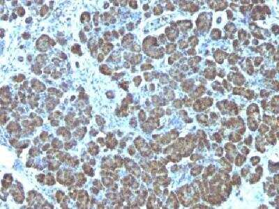 Immunohistochemistry-Paraffin: Mitochondria Antibody (113-1) - Azide and BSA Free [NBP2-34517] - Formalin-fixed paraffin-embedded human pancreas stained with mitochondria monoclonal antibody (113-1).