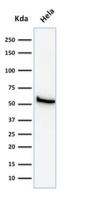 Western Blot: Mitochondria Antibody (113-1) - Azide and BSA Free [NBP2-34517] - Western Blot analysis of HeLa cell lysate using Mitochondria Antibody (113-1).