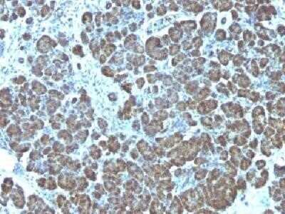 Immunohistochemistry-Paraffin: Mitochondria Antibody (113-1) - IHC-Prediluted [NBP2-45195] - Formalin-fixed paraffin-embedded human pancreas stained with mitochondria monoclonal antibody (113-1). Image using the Azide and BSA Free form of this antibody.