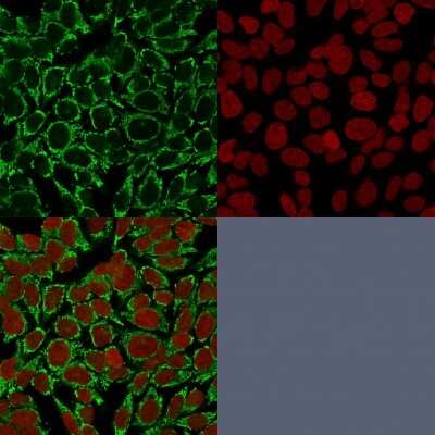 Immunocytochemistry/Immunofluorescence: Mitochondria Antibody (AE-1) [NBP2-44371] - Confocal immunofluorescence image of HeLa cells using Mitochondria Antibody (AE-1) Green (CF488) and Red Dot is used to label the nuclei Red.