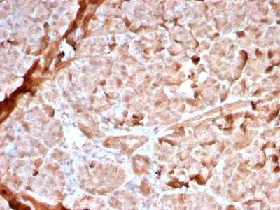 Immunohistochemistry-Paraffin: Mitochondria Antibody (MTC02/2860R) [NBP3-07309] - Formalin-fixed, paraffin-embedded human Pancreas stained with Mitochondria Rabbit Recombinant Monoclonal Antibody (MTC02/2860R).
