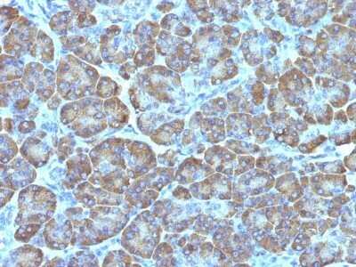 Immunohistochemistry-Paraffin: Mitochondria Antibody (MTC02) - Azide and BSA Free [NBP2-34686] - Formalin-fixed, paraffin-embedded human Pancreas stained with Mitochondria Antibody (MTC02).