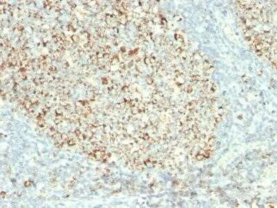 Immunohistochemistry-Paraffin: Mitochondria Antibody (MTC02) - Azide and BSA Free [NBP2-34686] - Formalin-fixed, paraffin-embedded human Tonsil stained with Mitochondria Monoclonal Antibody (MTC02).