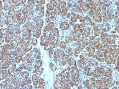 Immunohistochemistry-Paraffin: Mitochondria Antibody (MTC719) - Azide and BSA Free [NBP2-34687] - Formalin-fixed, paraffin-embedded human Pancreas stained with Mitochondria Monoclonal Antibody (MTC719).