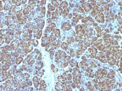 Immunohistochemistry-Paraffin: Mitochondria Antibody (MTC719) [NBP2-32873] - Formalin-fixed, paraffin-embedded human Pancreas stained with Mitochondria Monoclonal Antibody (MTC719).