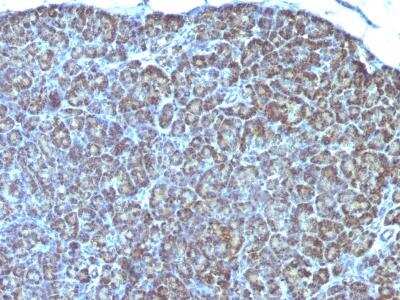 Immunohistochemistry-Paraffin: Mitochondria Antibody (MTC754) [NBP2-32874] - Formalin-fixed, paraffin-embedded human Pancreas stained with Mitochondria Monoclonal Antibody (MTC754).