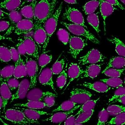 Immunocytochemistry/Immunofluorescence: Mitochondria Antibody (SPM198) [NBP2-32981] - Confocal immunofluorescence image of HeLa cells using Mitochondria Antibody (SPM198) labeled in Green (CF488) and Red Dot is used to label the nuclei purple.