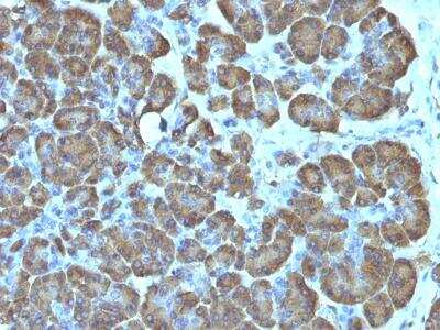 Immunohistochemistry-Paraffin: Mitochondria Antibody (SPM198) [NBP2-32981] - Formalin-fixed, paraffin-embedded human Pancreas stained with Mitochondria Monoclonal Antibody (SPM198).