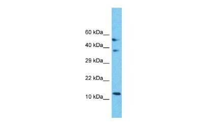 Western Blot Mitochondrial Ribosomal Protein S18C Antibody - BSA Free
