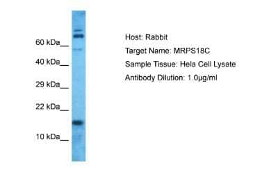 Western Blot: Mitochondrial Ribosomal Protein S18C Antibody [NBP2-83211] - Host: Rabbit. Target Name: MRPS18C. Sample Type: Hela Whole Cell lysates. Antibody Dilution: 1.0ug/ml